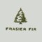 Frasier Fir Pine Needle Votive Candle - Scented Candle with Notes of Siberian Fir, Cedarwood, and Sandalwood - Holiday Candle with a Luxury Home Fragrance (2 oz)